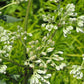 Arnoglossum plantagineum - Prairie Indian Plantain - 38 Plug Tray