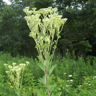 Arnoglossum atriplicifolium - Pale Indian Plantain - 38 Plug Tray