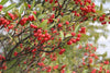 Aronia arbutifolia - Red Chokeberry - 1 Gallon Pot