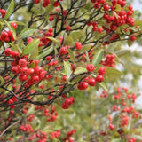 Aronia arbutifolia - Red Chokeberry - 38 Plug Tray