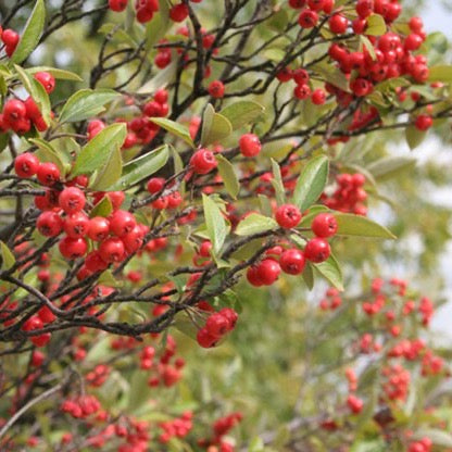 Aronia arbutifolia - Red Chokeberry - 38 Plug Tray