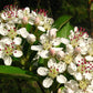 Aronia arbutifolia - Red Chokeberry - 38 Plug Tray