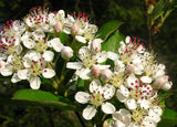 Aronia arbutifolia - Red Chokeberry - 38 Plug Tray