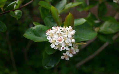 Aronia melanocarpa - Black Chokeberry