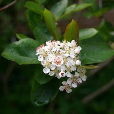 Aronia melanocarpa - Black Chokeberry - 1 Gallon Pot