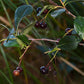 Aronia melanocarpa - Black Chokeberry - 1 Gallon Pot
