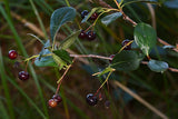 Aronia melanocarpa - Black Chokeberry - 1 Gallon Pot