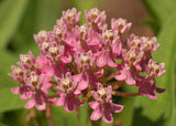 Asclepias incarnata - Rose Milkweed - 3" Pot