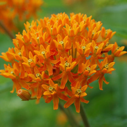 Asclepias tuberosa - Butterfly Weed - 3" Pot