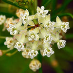 Asclepias verticillata - Whorled Milkweed - 3" Pot