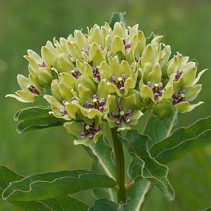 Asclepias viridis - Spider Milkweed - 3" Pot