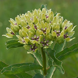 Asclepias viridis - Spider Milkweed - 3" Pot