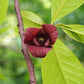 Asimina triloba - Pawpaw - 1 Gallon Pot