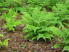 Athyrium filix-femina - Lady Fern - 10 Quart Tray
