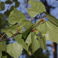 Betula papyrifera - Paper Birch - 1 Gallon Pot
