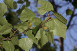 Betula papyrifera - Paper Birch - 1 Gallon Pot