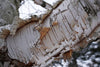 Betula papyrifera - Paper Birch