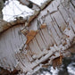 Betula papyrifera - Paper Birch - 1 Gallon Pot