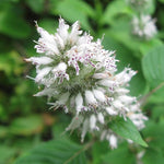 Blephilia hirsuta - Hairy Wood Mint - 3" Pot