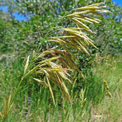 Bromus ciliatus - Fringed Brome - 3" Pot