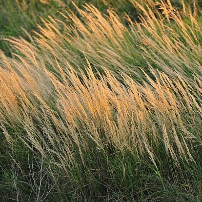 Calamagrostis canadensis - Blue Joint Grass - 3" Pot – New Leaf Natives
