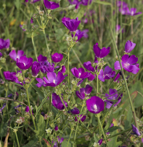 Callirhoe triangulata - Clustered Poppy Mallow - 3" Pot