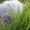 Carex aquatilis - Water Sedge - 3" Pot