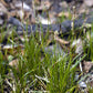 Carex pensylvanica - Pennsylvania Sedge - 3" Pot