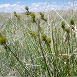 Carex brevior - Plain's Oval Sedge - 3" Pot