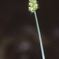 Carex cephalophora - Oval-leaf Sedge - 3" Pot