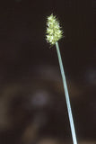 Carex cephalophora - Oval-leaf Sedge - 3" Pot