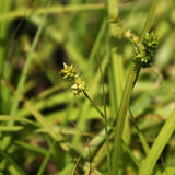 Carex cephalophora - Oval-leaf Sedge - 3" Pot