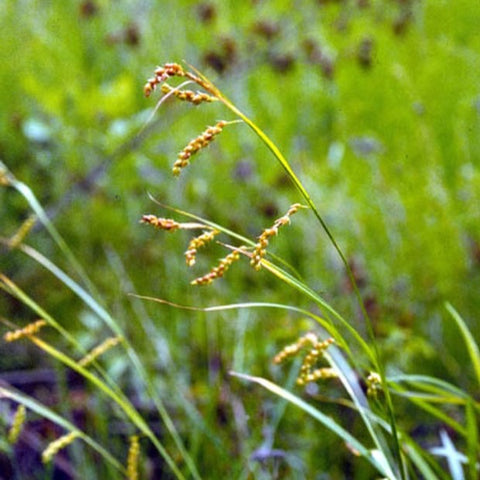 Carex davisii - Awned Graceful Sedge - 3" Pot