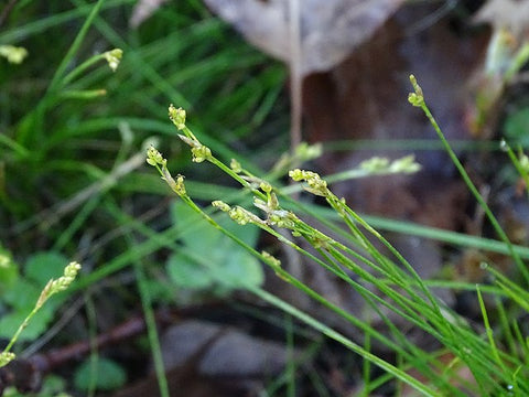 Carex eburnea - Ivory Sedge - 3" Pot