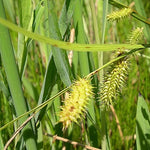 Carex hystericina - Porcupine Sedge - 3" Pot
