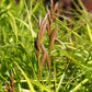 Carex muskingumensis - Palm Sedge - 3" Pot