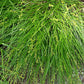 Carex radiata - Eastern Star Sedge - 3" Pot