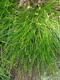 Carex radiata - Eastern Star Sedge - 3" Pot