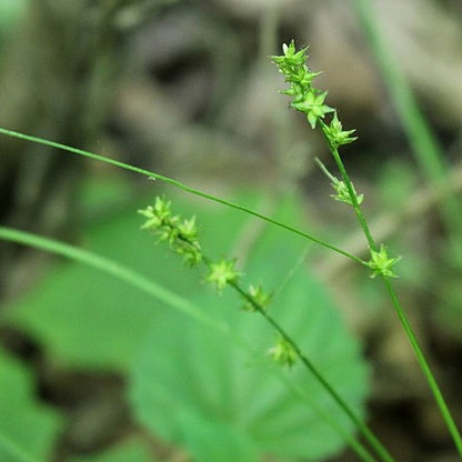 Carex rosea - Curly Wood Sedge - 3" Pot