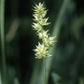 Carex sparganioides - Bur-Reed Sedge - 3" Pot