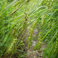 Carex sprengelli - Long Beaked Sedge - 3" Pot