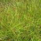 Carex stipata - Prickly Sedge - 3" Pot