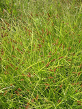 Carex stipata - Common Fox Sedge - 3" Pot