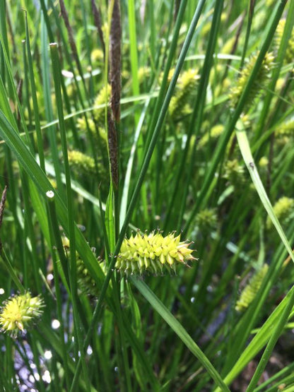 Carex vesicaria - Blister Sedge - 3" Pot