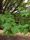 Carpinus Caroliniana - American hornbeam - 1 Gallon Pot