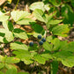 Caulophyllum thalictroides - Blue Cohosh - 38 Plug Tray