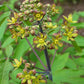 Caulophyllum thalictroides - Blue Cohosh - 38 Plug Tray