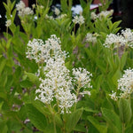 Ceanothus americanus - New Jersey Tea - 3" Pot