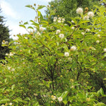 Cephalanthus occidentalis - Buttonbush - 1 Gallon Pot