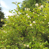 Cephalanthus occidentalis - Buttonbush - 1 Gallon Pot